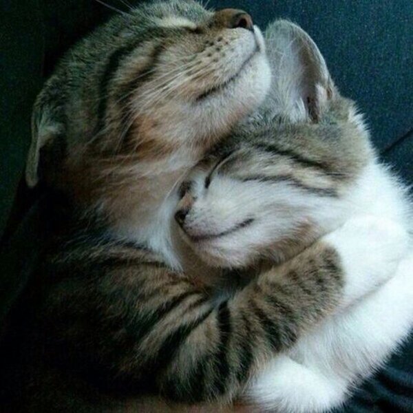 SuzanneLepage1's tweet photo. Cuddle cuddle.. Nite nite to you my furry friends ♥ https://t.co/J2LIwijmxG