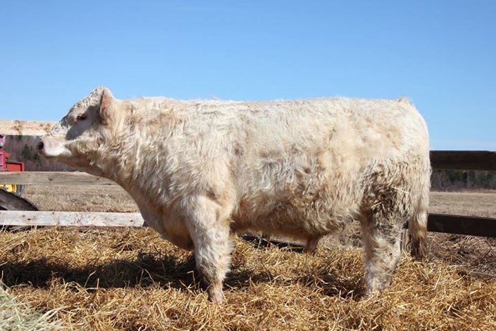 We are getting close to sale time, contact the farm for more info. We hope to see you there April 7th