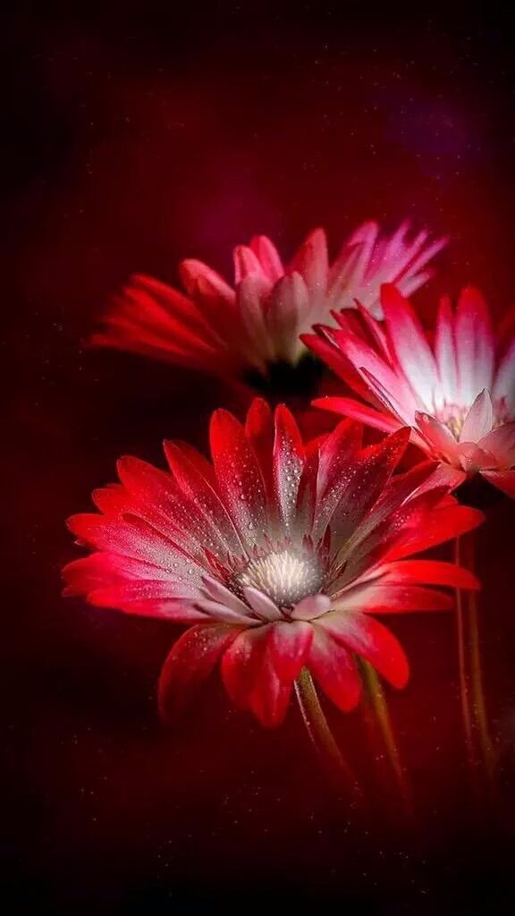 MyMfl7's tweet photo. @candi_linares @vickidawnlove @ShellyCov @richirsv @adriatic_sea_ @M0STSFA_NEGM @sonjaveldkamp1 @MarionSpekker https://t.co/5bk4V5bsdK