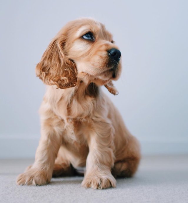 ️ (@puppiesbot) on Twitter photo 