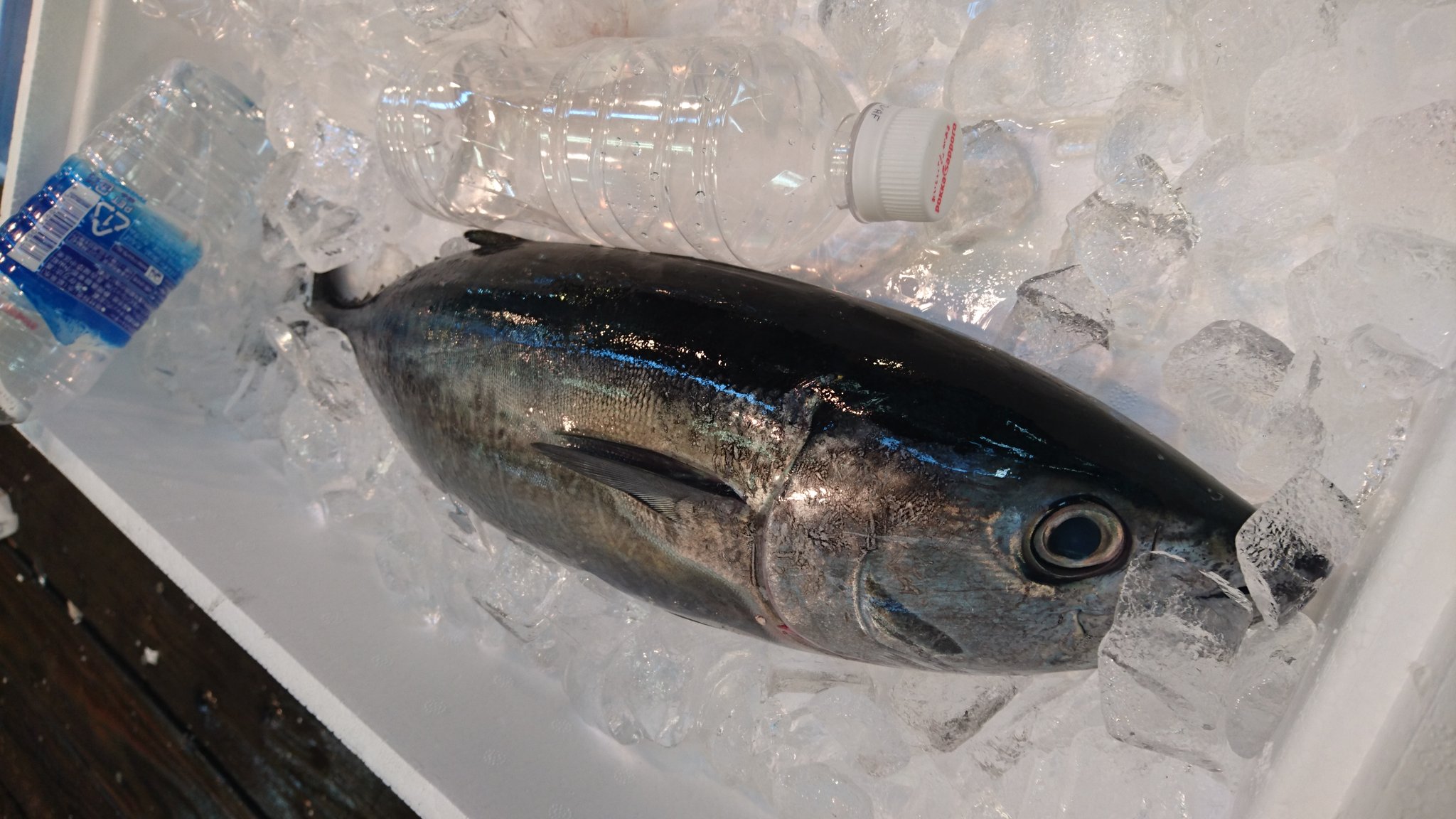 生田よしかつ マグロは稚魚の漁獲もさることながら産卵する為集まった親魚を文字通りの一網打尽に 役所は親魚を捕っても稚魚 の増加に影響はないとの弁 親は無くとも子は増えるって頓珍漢な理屈 マグロは自然に湧くものなのか オープンエントリー16