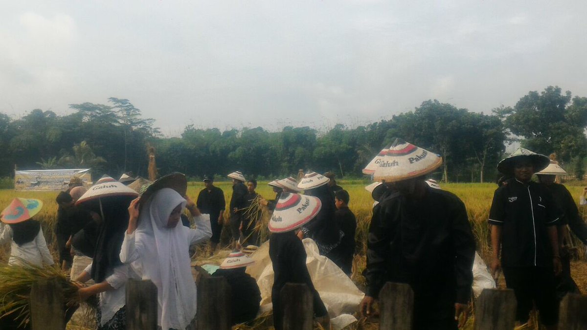anak-anak sekolah di Purwakarta sedang panen raya padi, curiga bisa swasembada nih! ketahanan pangan pemirsah!!