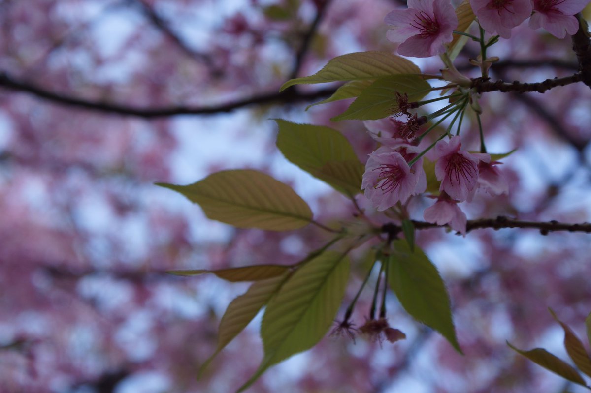 Alexander_Zung's tweet image. Instaflash proの作例。
1枚目から
・Jpeg撮って出し(無加工)
・Photoshop Express
・Instaflash pro

ワザとHDRっぽくしてるけど、調整次第ではかなり有用なレタッチツールになる。