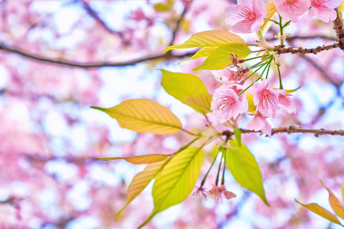 Alexander_Zung's tweet image. Instaflash proの作例。
1枚目から
・Jpeg撮って出し(無加工)
・Photoshop Express
・Instaflash pro

ワザとHDRっぽくしてるけど、調整次第ではかなり有用なレタッチツールになる。