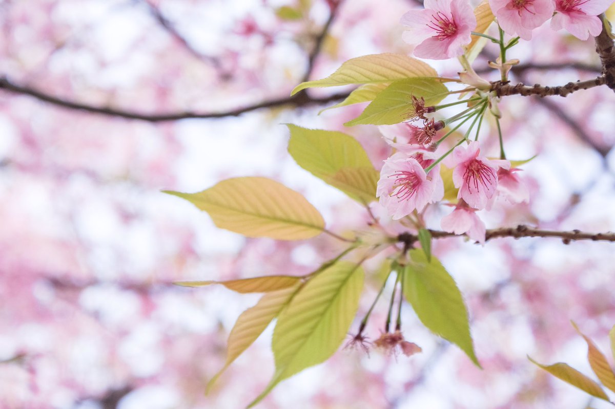 Alexander_Zung's tweet image. Instaflash proの作例。
1枚目から
・Jpeg撮って出し(無加工)
・Photoshop Express
・Instaflash pro

ワザとHDRっぽくしてるけど、調整次第ではかなり有用なレタッチツールになる。