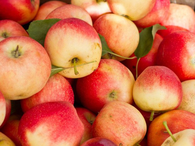 HardCiderDaily's tweet photo. Cider Apple Guide: Sharps, Sweets, and Sharp-Sweets https://t.co/5QZUEPcgRL https://t.co/XamZJ7EEDL
