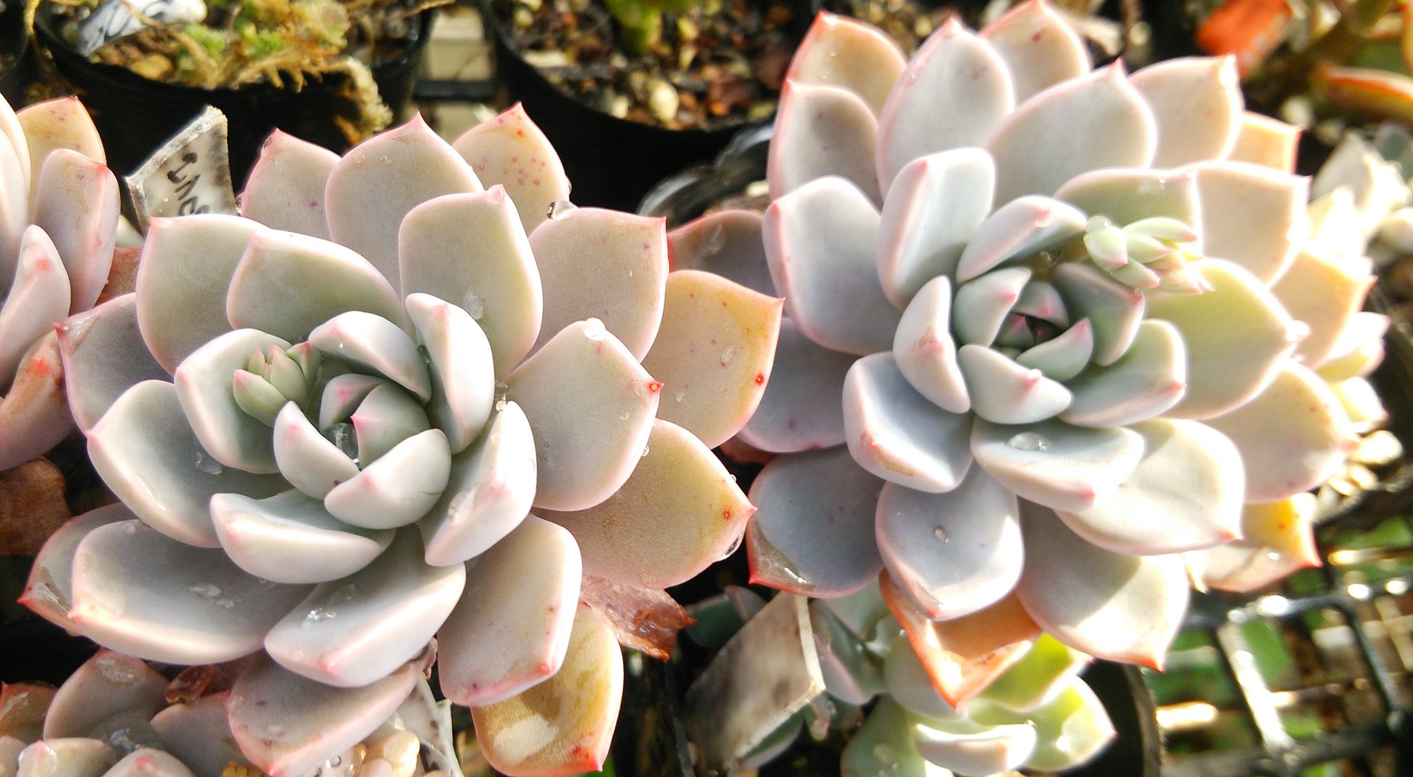 おおばかなこ 仮 多肉 お久し振りで多肉さん紹介 O O ピンクプリティ 紅葉するとピンクなプリティさんですが 紅葉してなくたってでらべっぴん ノ 右手側の子は買い主がもう決まって 明日我が家から巣立ちます 多肉 多肉植物 T