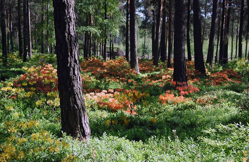 Discovering Finland tweet media