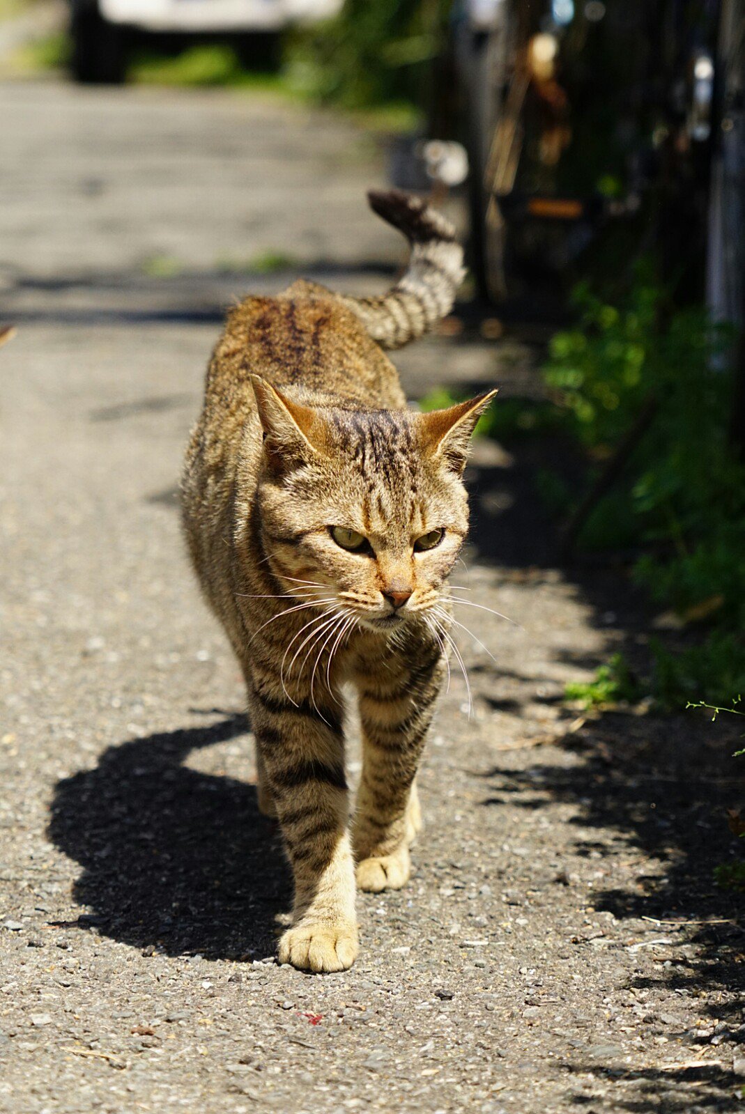 しまねこ ネコ 猫 歩く猫 T Co 5hvsoyzpho Twitter しまねこ ネコ 猫 歩く猫 T Co 5hvsoyzpho Twitter