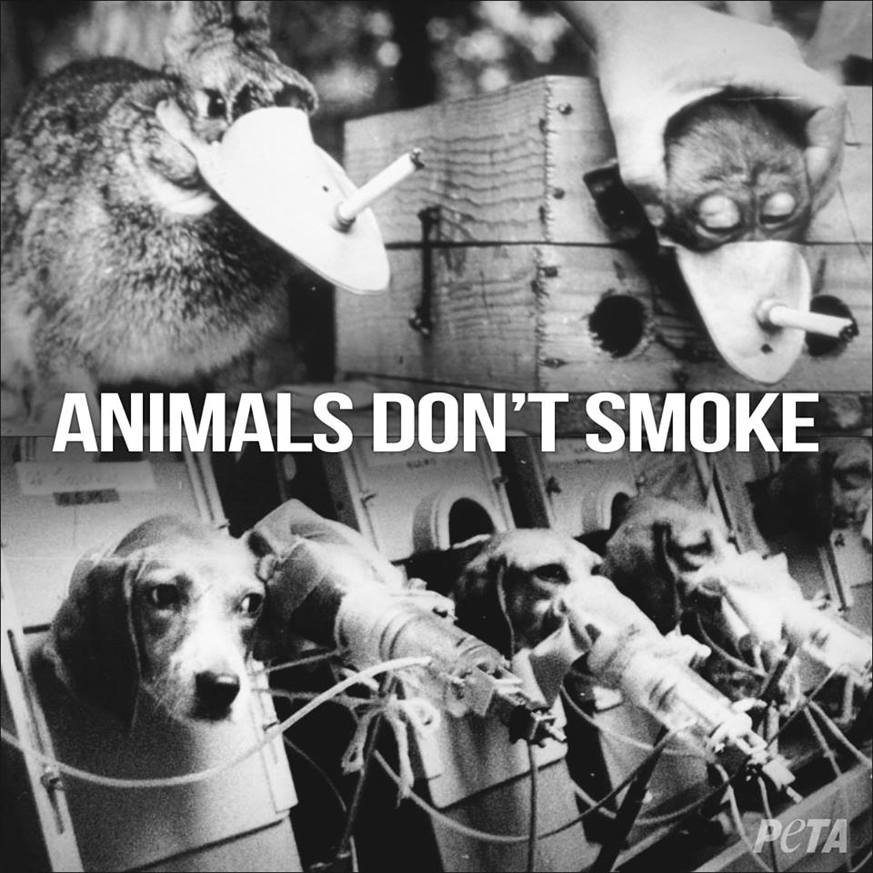 PETAAsia's tweet photo. It's 2016 & this is STILL happening. WTF?! https://t.co/EepQnHjOUb #BanAnimalTests https://t.co/akDAOHTbkI