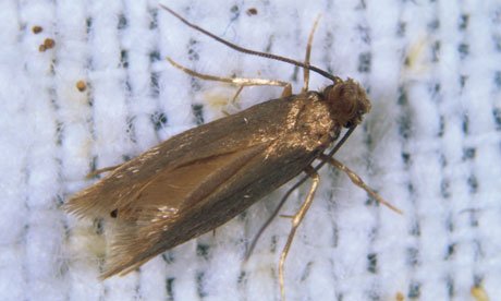 Get rid of clothes moths and other annoying pest call us here 0413090544 or visit goo.gl/1dPb30