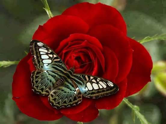 Huseyinagar4's tweet photo. Hola Amiga' Buenos dias, Feliz Lunes.. https://t.co/MyCff3u49W