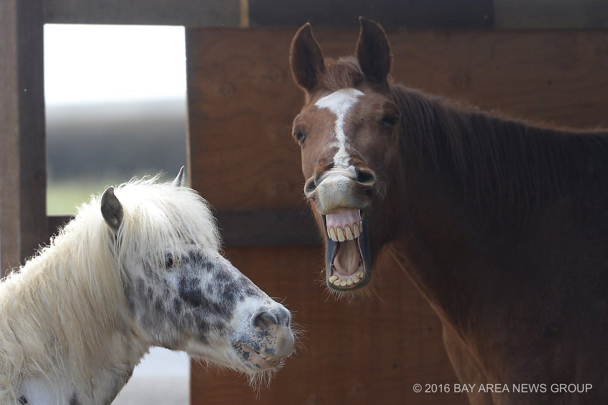 viewfinderbang's tweet photo. Sometimes we need a good horse laugh. Photo by @jcfphotog.
https://t.co/mBb5cdMhxN https://t.co/RHZyEcjNiC