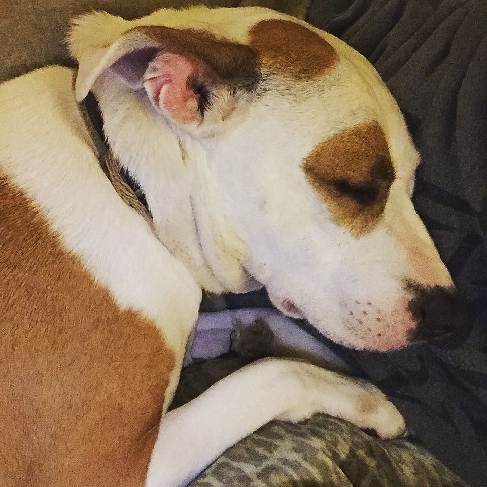 Cinemanimo1's tweet photo. https://t.co/uQjX6EiD2W So much love for sweet little Penelope. #puppylove #gooddog #pit #pitmix #puppydog #mansbe… https://t.co/1wMWI1fC5z