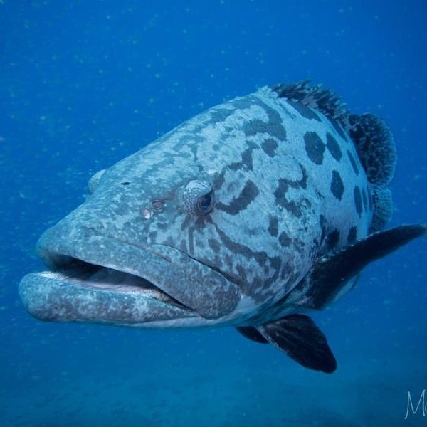 DiveAdvisorApp's tweet photo. Posing with a smile !! This shot of a Potato Bass was taken by Madelein Wolfaardt @Sealife… https://t.co/af9jgkB6hO https://t.co/53wvM1luDs