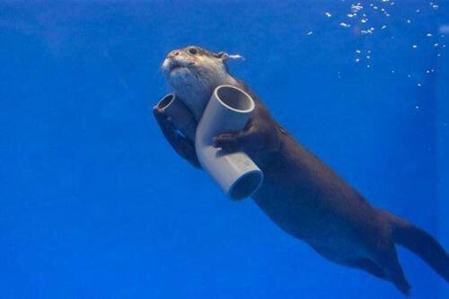 TheLolWhiteGirl's tweet photo. Hes collecting parts for his spaceship so he can go to otter space https://t.co/uKZjd1FC97