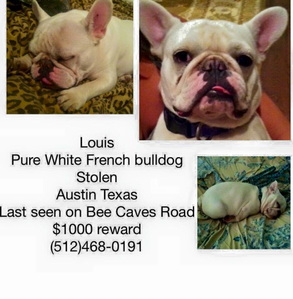 LFFrenchBulldog's tweet photo. Frenchie stolen from Austin, TX.  Please share. https://t.co/W0v2ujNVbW
