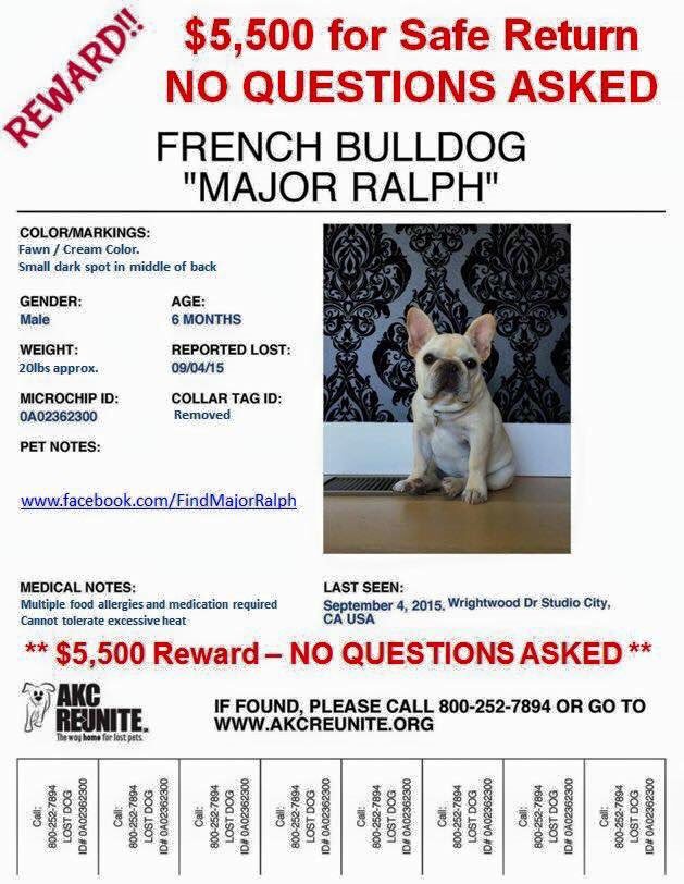 LFFrenchBulldog's tweet photo. STOLEN French Bulldog Major Ralph from Studio City, CA on Sept 4, 2015. #stolenfrenchie #frenchbulldog #frenchies https://t.co/NfXZjcQfwp