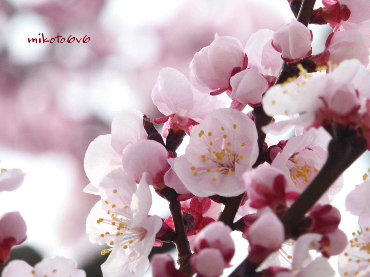 カラモモ Twitter Search