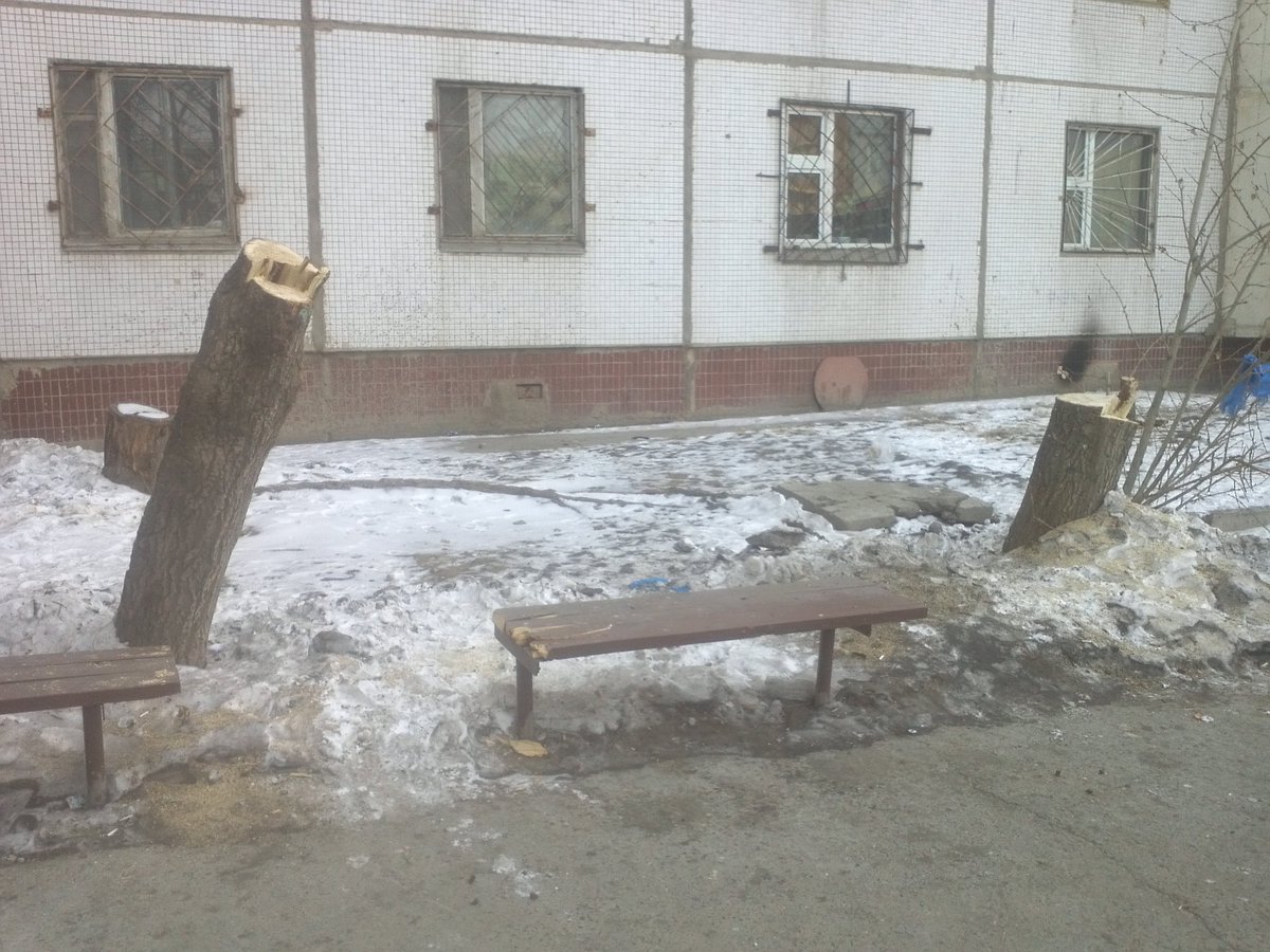 30 жилийн өмнө манай орцны айл бүр шахуу мод тарьж билээ. Өдгөө ингэж тайрч хаях, СӨХ ямар ч тохижилт хийхгүй бж