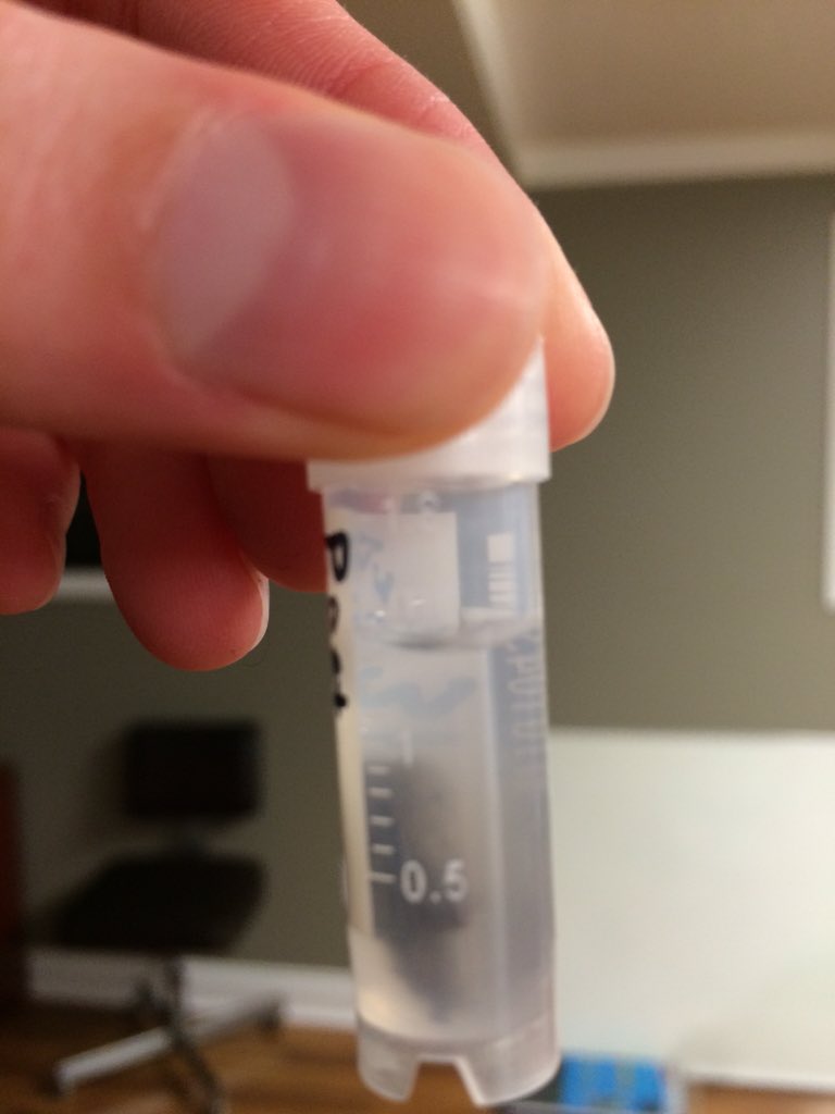 salamander_gal's tweet photo. Plethodon petraeus poop. Score! #salamanderscience https://t.co/0zqM8ALhsI