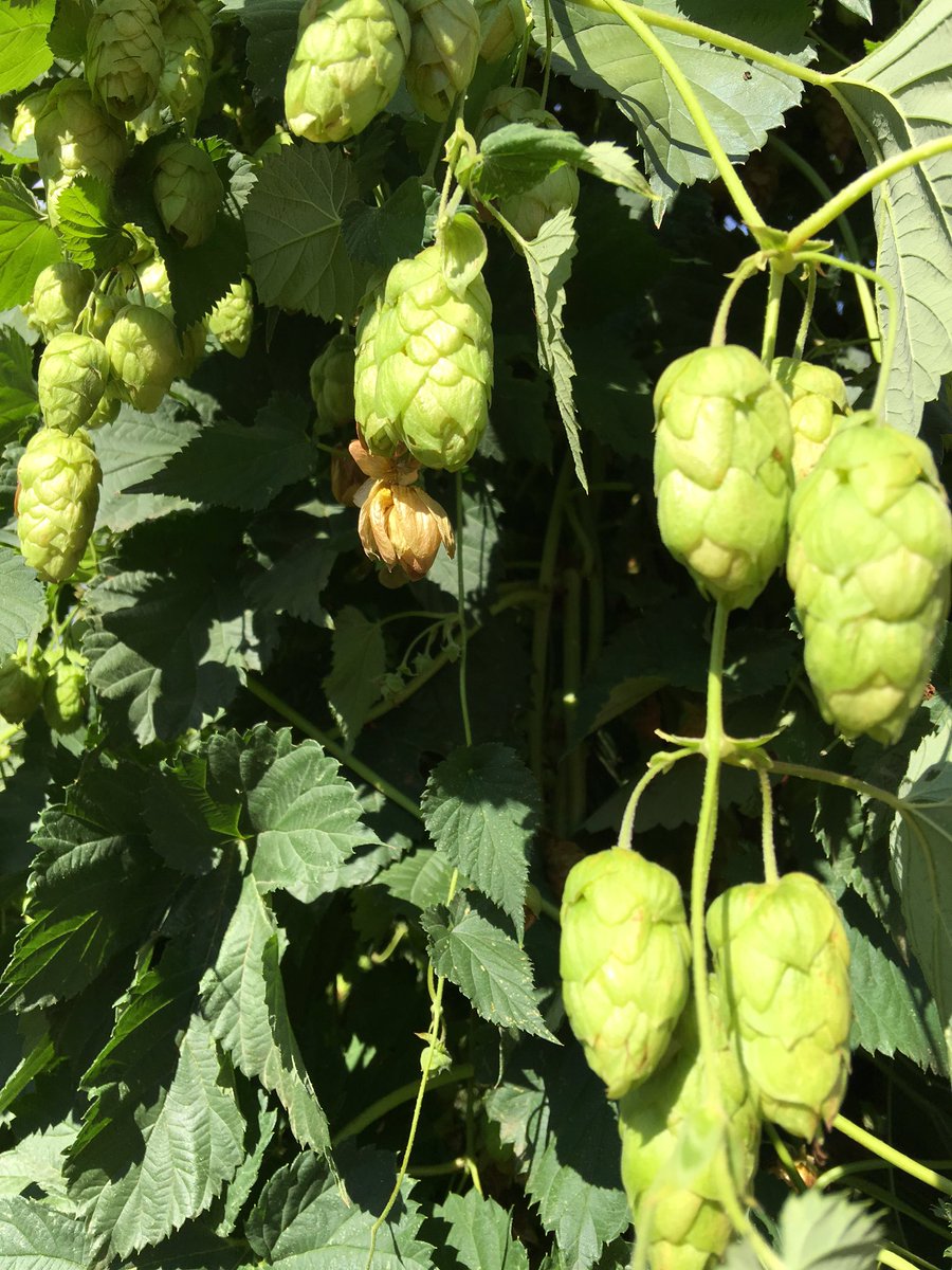 Spent the day with @HopProducts seeing how they roll harvest time style. Rockin'. #craftbeer #spotswood