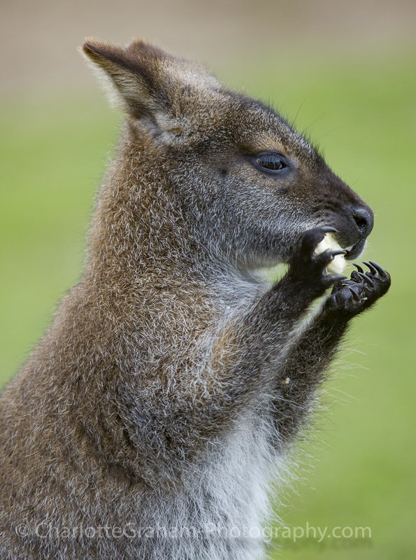 MadCowFudge's tweet photo. Day at the Z00 #Yorkshire #Zoo #Wallabe #Lemur #animalsarethebest https://t.co/mhbAHfrQc2
