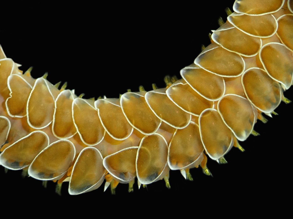 AmarLaMarOaxaca's tweet photo. Scales.
#wormwednesday
#Polychaeta
Photo: myself (Fernando Ruiz-Escobar) https://t.co/lquUjsrRrc