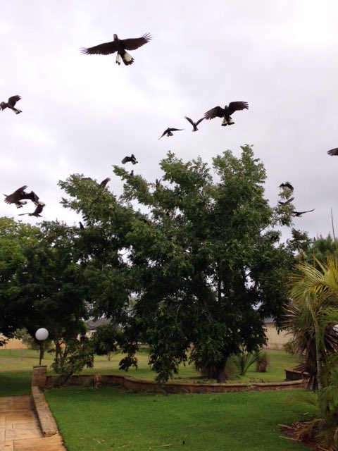 Carnaby's cockatoos coming for annual feast of pecan nuts at home