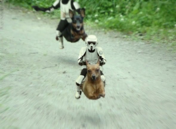 skywalker_saber's tweet photo. How the Empire celebrates #NationalPuppyDay
#StarWars #DogLabor https://t.co/L95WyhX2rK