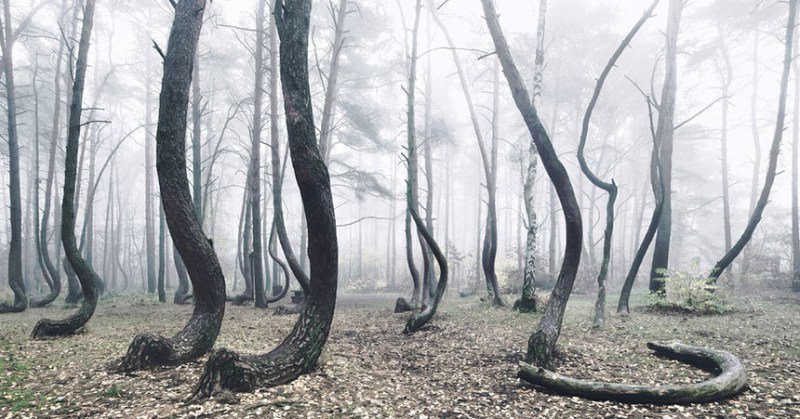 MiedoMismo's tweet photo. El terrorífico bosque con extraños árboles 
👉 https://t.co/Xs4S09wcw0 👈 https://t.co/HQzOOtGhOJ