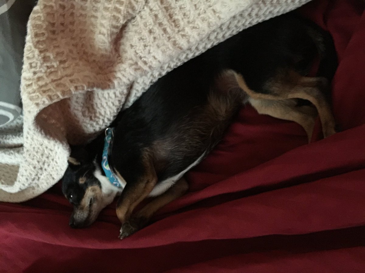 pattyfhg's tweet photo. @CarsonDaly @SAI what if your dog is doesn't get out  the bed until noon https://t.co/t9rScrUBLJ