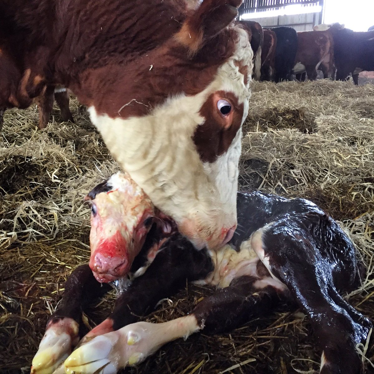 CattowsFarm's tweet photo. 30 second old bull calf being looked after by mum! #Leicester #leicestershire #cattows #cattowsfarm https://t.co/V3AF3FIVMB