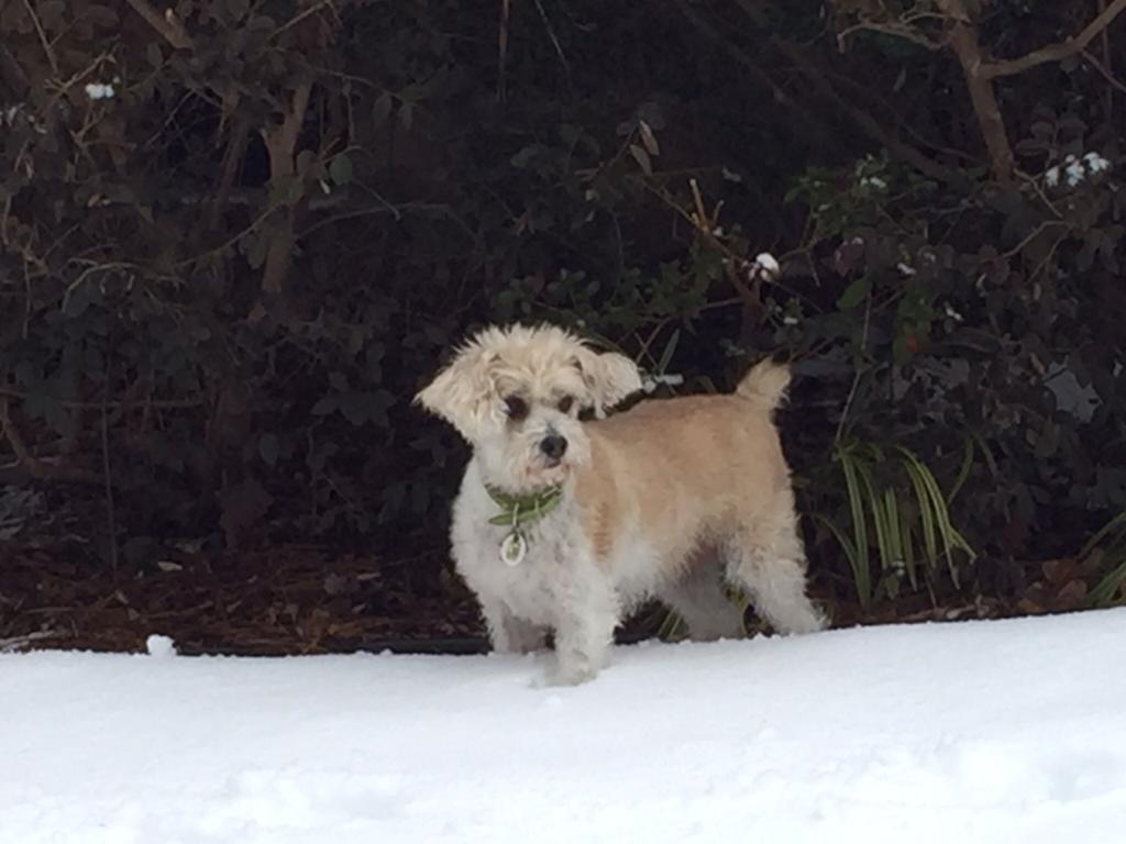 _DataDirect's tweet photo. "Did someone say data?" Sassy's starting our #NationalPuppyDay as of one of our many #DogsThatDigData! @swordmaven https://t.co/68o739TAXe