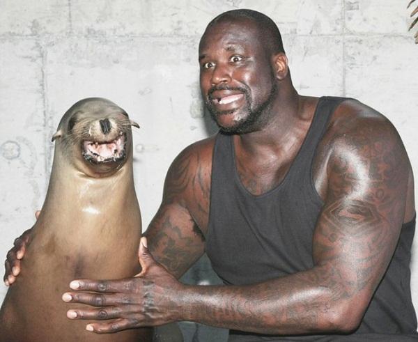 #Rawshaq #Shaq #LargerThan #Life #WayBackWednesday #FelizMiercoles #WednesdayWisdom  #PetitJavaisPeur #INDvPAK #seal