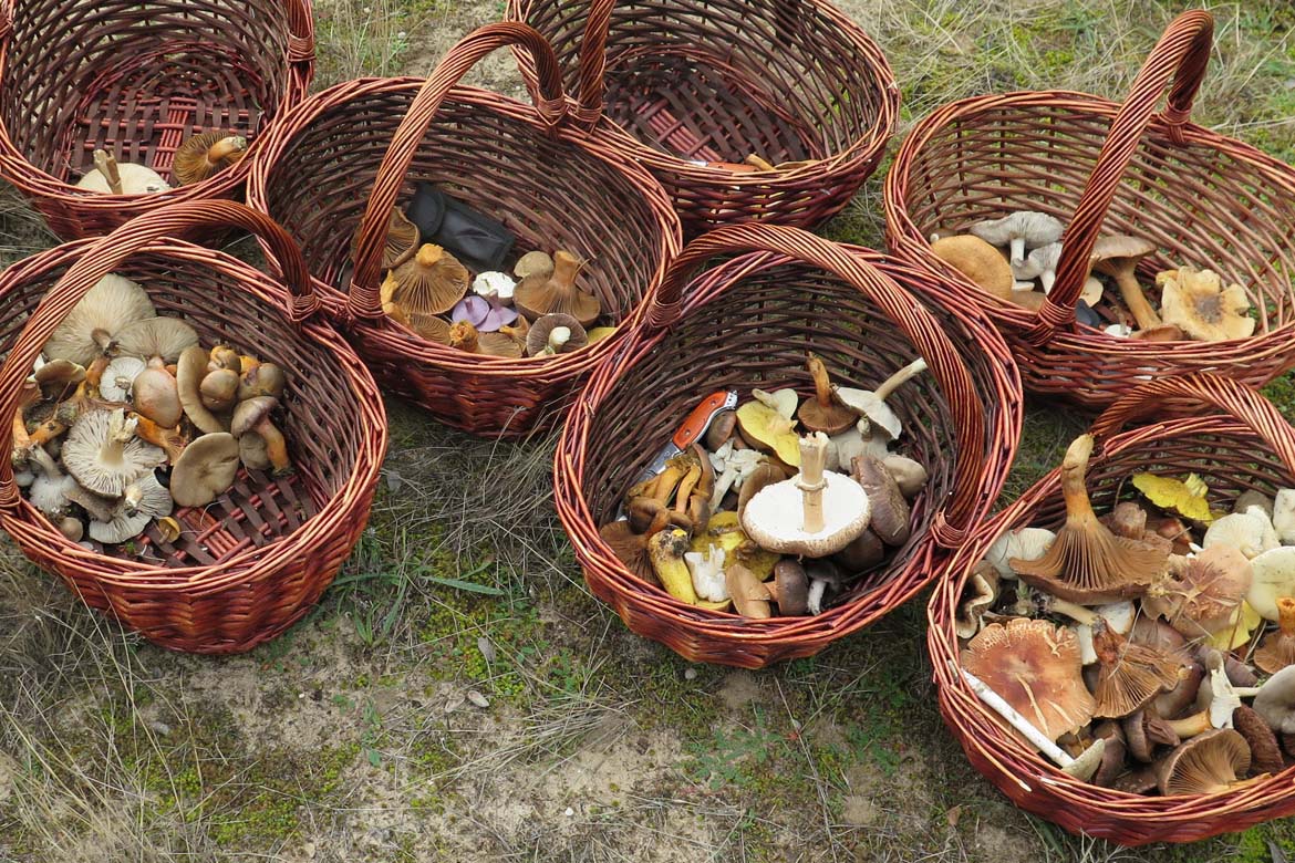 El Instituto Europeo de Micología arrancará su trabajo en España y tendrá su sede en Soria agroinformacion.com/noticias/31/fo…