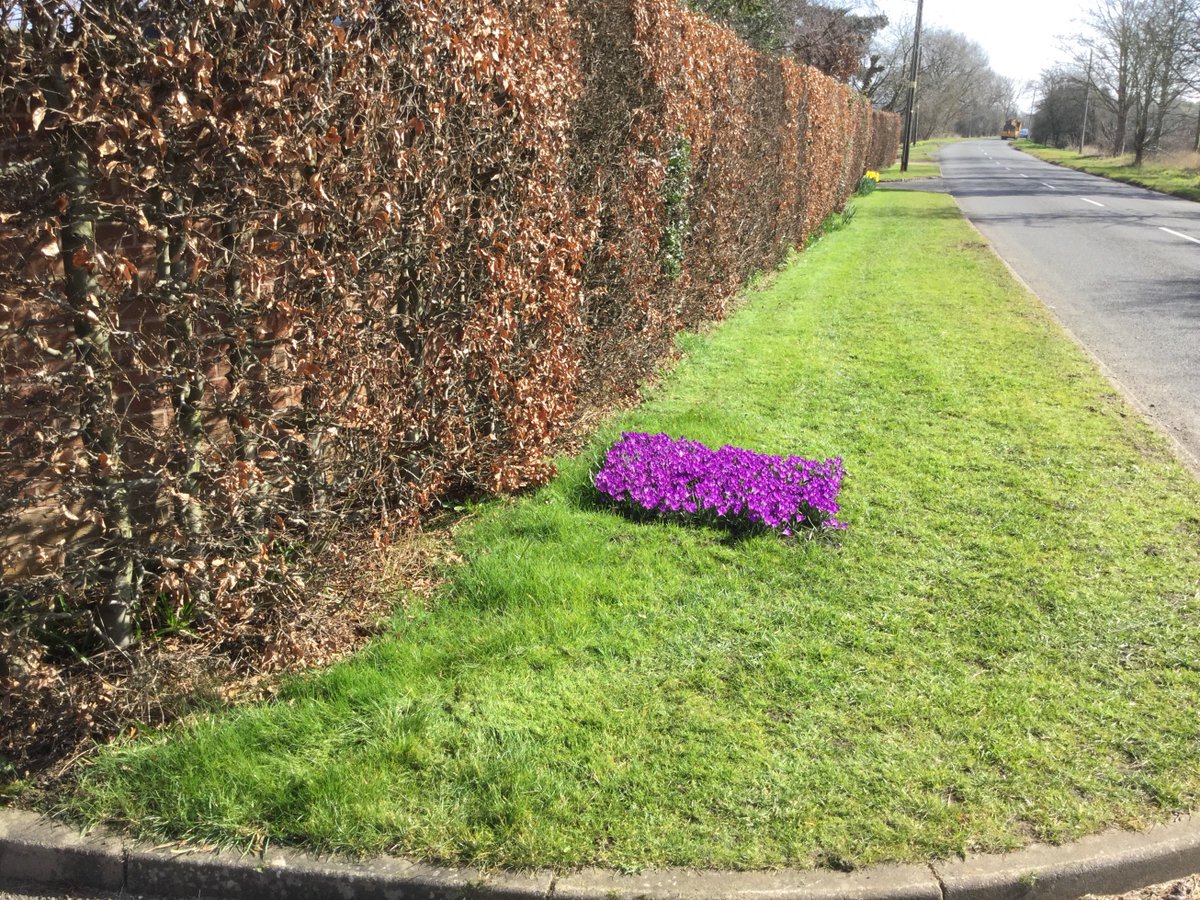ChurchWilneRC's tweet photo. Polio Plus Purple Crocus bulbs to Draycott in Bloom team earlier this year are starting to show their true beauty https://t.co/L3wZSBwSPX