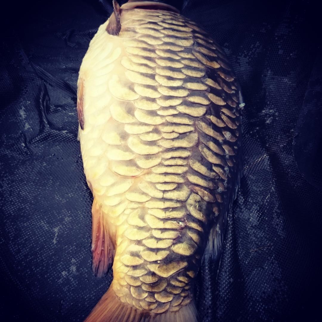 Scaley as they come! #scaley #carpfishing #fishing #carporn #morningglory