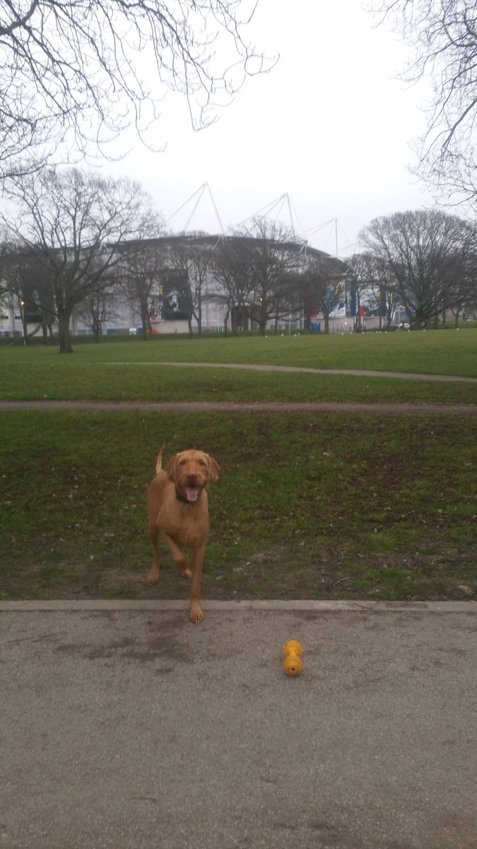 maximusvizz's tweet photo. #greattime #westparkhull with @MiaMitrailleuse @theKCstadium it's looking very clean #hullcc #hull2017 #walkthedog https://t.co/BeoeWu9EQw