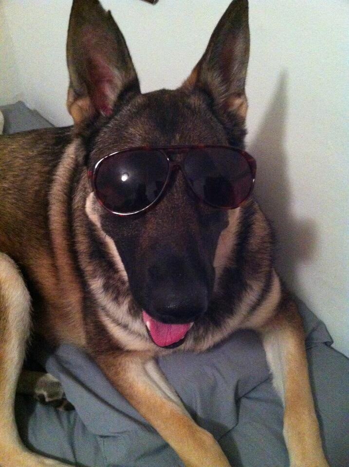 berr1026's tweet photo. Happy National Puppy Day from my girl Bailey (Puppy at heart) @bobkellytraffic @FOX29philly https://t.co/ctDUoLQvDl