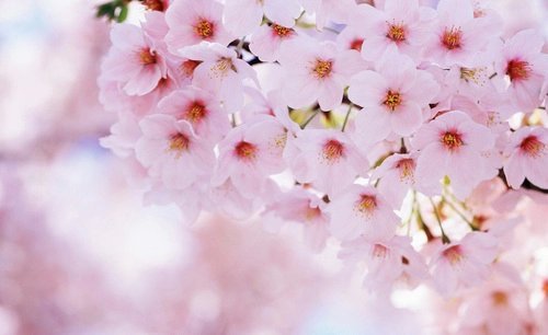 CMazzaferro5's tweet photo. Viva La Primavera!💞🌸 https://t.co/Z0TaN3Z5ES