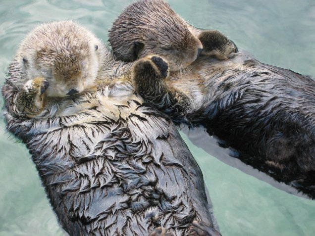 DoseofAnimals's tweet photo. Sea otters sleep holding hands so they don't float away from each other. (BRB Crying RN) https://t.co/1qTyekxCRY