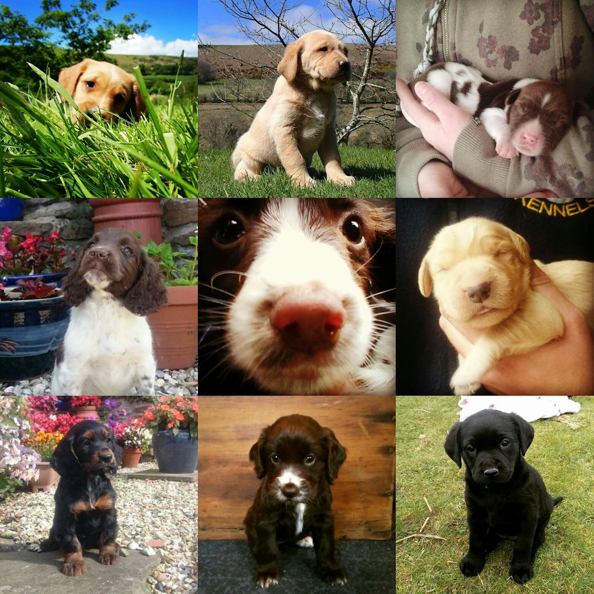 HoustyK's tweet photo. Happy National Puppy day everyone #NationalPuppyDay #puppyday #hugable #cute #furbabies #topbreeder #dogsoftwitter https://t.co/ykc9Eq9XVM