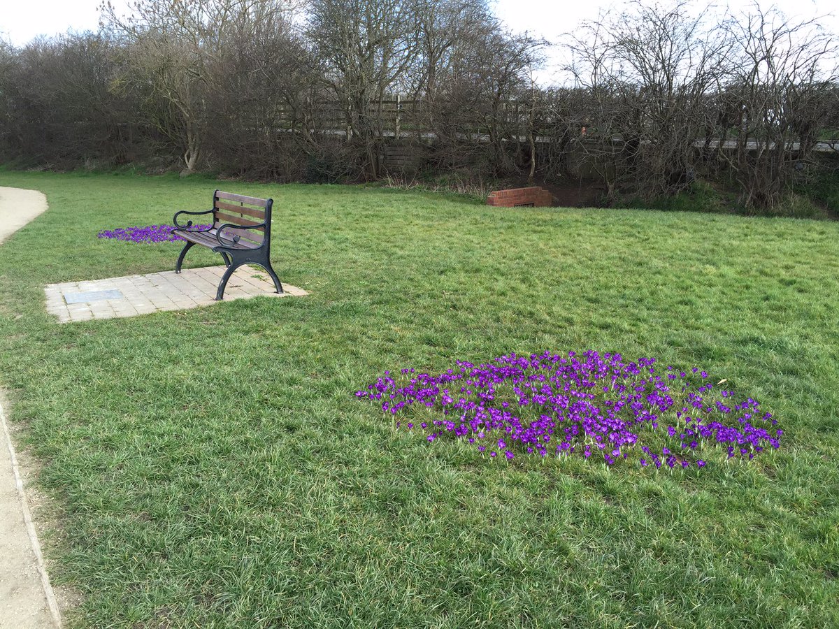 ChurchWilneRC's tweet photo. @Draycott_Derby Polio Plus Purple Crocus bulbs to Draycott in Bloom team are starting to show their true beauty https://t.co/YBA87DQ3Fr