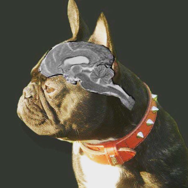 aneNeuro's tweet photo. #frenchbulldog do also have a #brain 😜 #jokeoftheday https://t.co/TUFBFtdlgL
