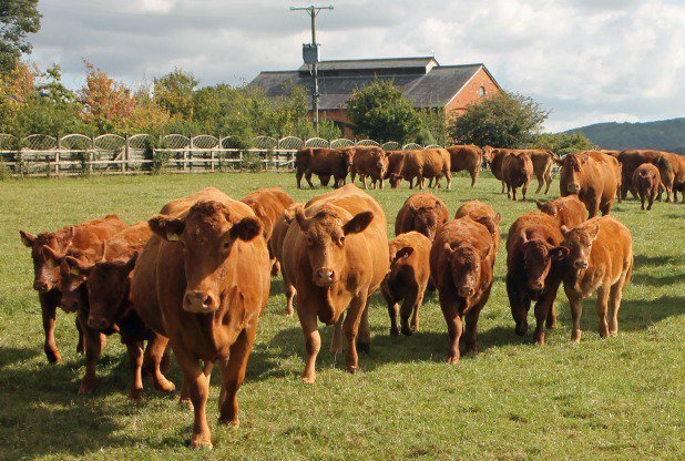 WMNFarming's tweet image. Rich entry of South #Devons to celebrate 125th anniversary: plymouthherald.co.uk/Rich-entry-Sou… #farming