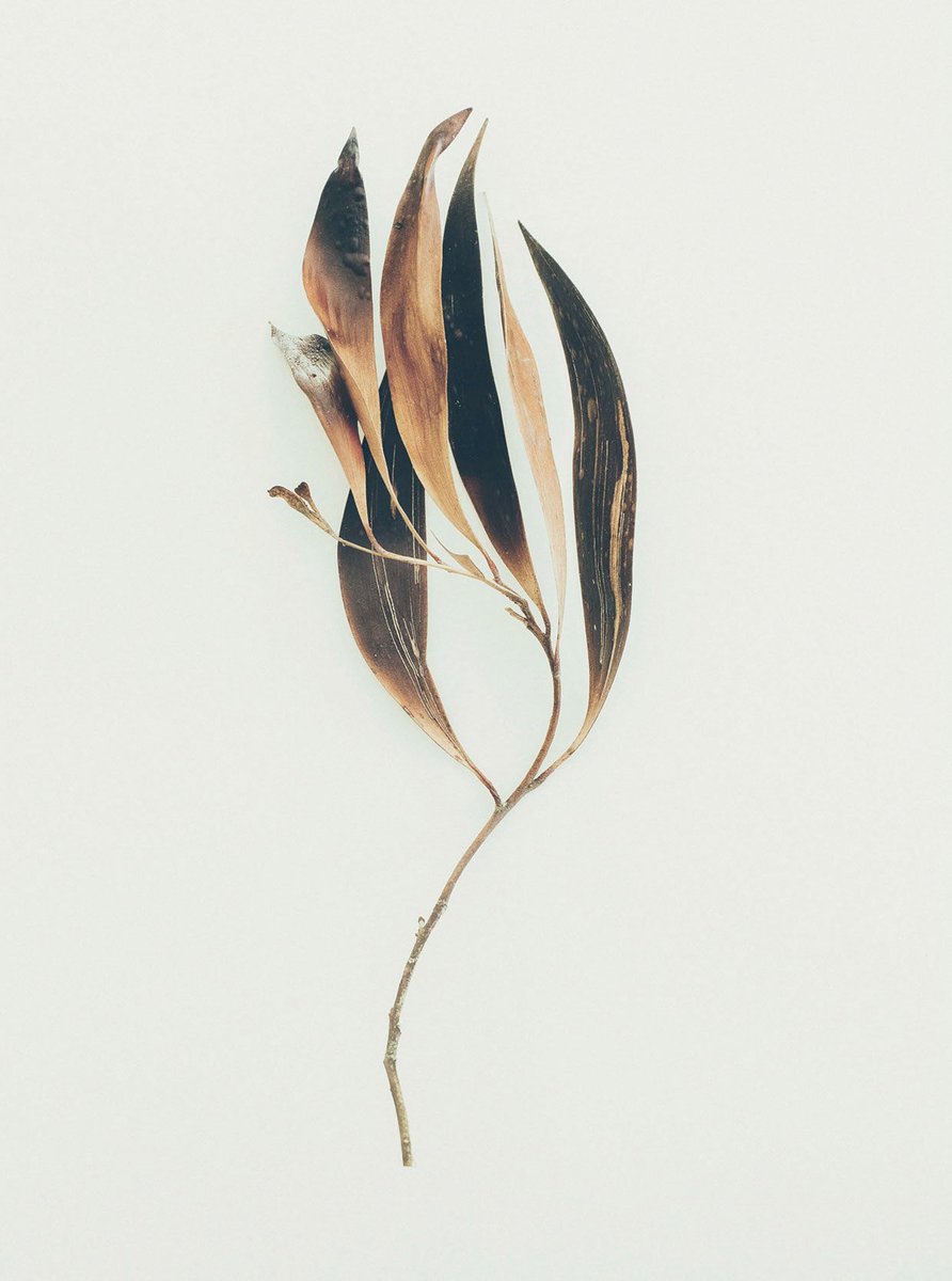 Snusogram's tweet image. Snusets historia: Från Columbus till Sverige.
Från trädgården till online.
snusogram.se/fakta/fran-col…
#Snus #SnusOnline