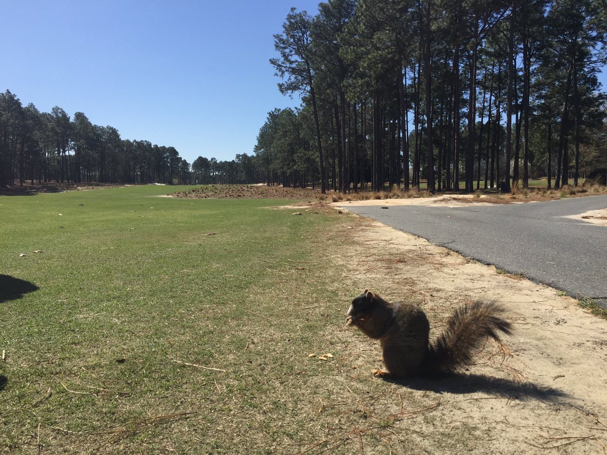 sfgolfperform's tweet photo. Pinehurst No2.. A fantastic track, so much character & a great test #shortgame #onlyinpinehurst #friendlysquirrel https://t.co/iwBHBkSh8d