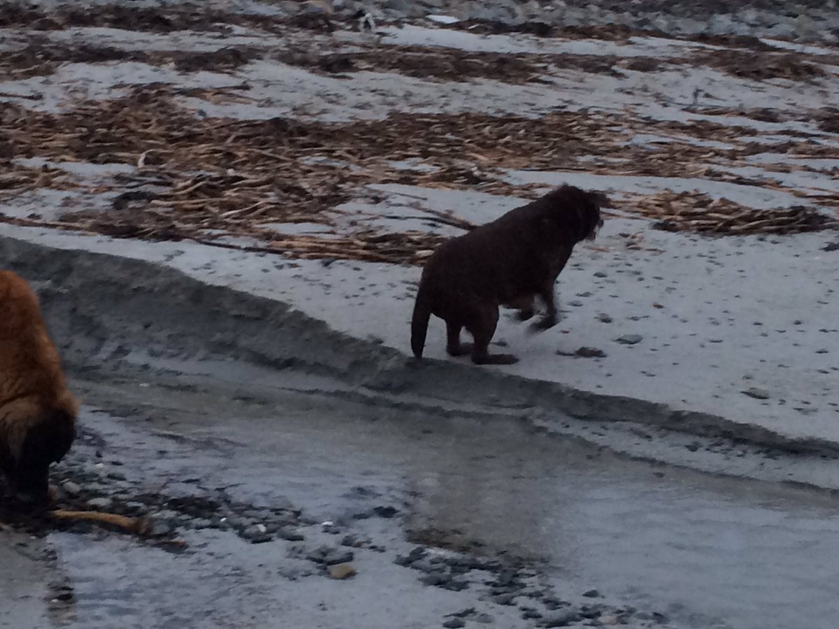 NavajoBirdsong's tweet photo. rubbish photo of #UncleButtons taken Friday at beach-our last pic of him as it turns out-enjoying himself to the end https://t.co/XFcTGznjJs