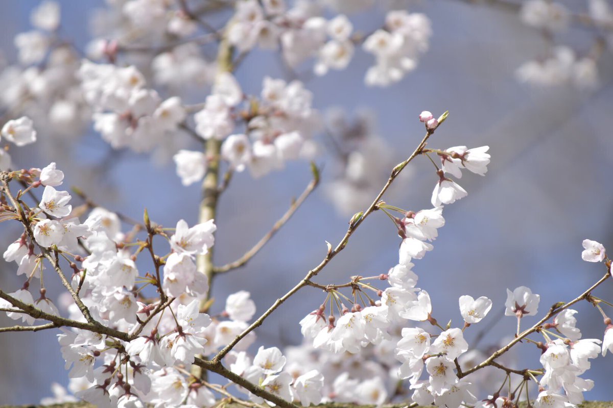 sasami1030's tweet image. Instaflash Proで2分くらいで加工した（1枚目加工後、2枚目カメラからWi-Fiで飛ばしたJPEG）